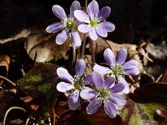 {Anemone americana}